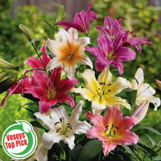 Giant Hybrid Lily Mix Thumbnail